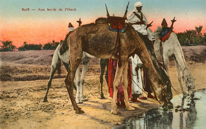 Tevék isznak az Oued folyó szélén, Algériában alkotó: French Photographer