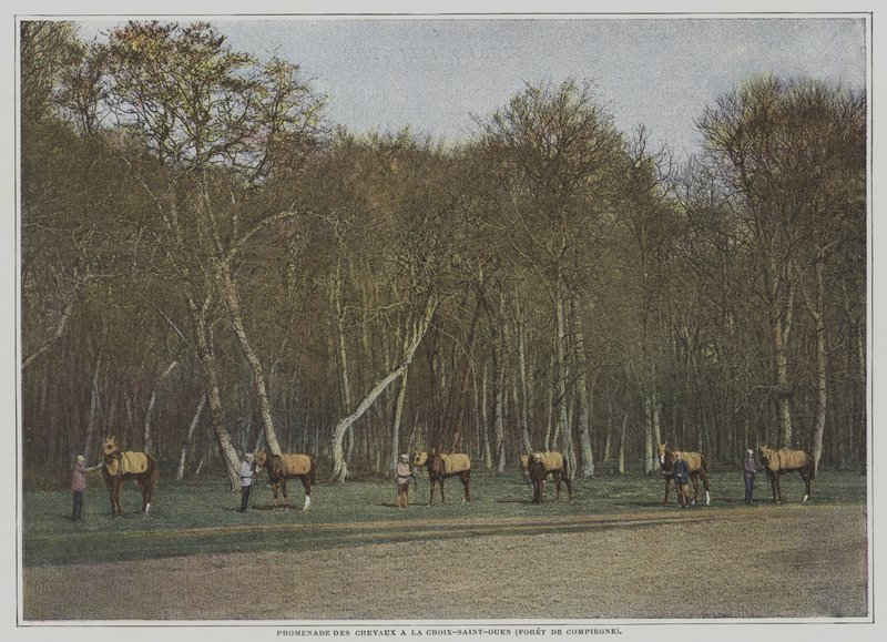 Versenylovak edzése a La Croix-Saint-Ouenben a Foret de Compiegne-ben, Franciaországban (színes fotó) alkotó: French Photographer