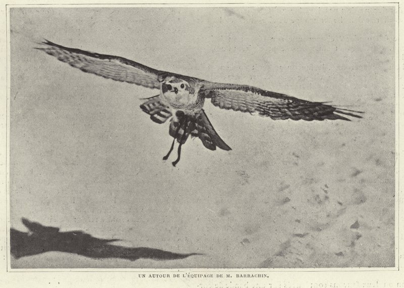 M Barrachin egyik madara alkotó: French Photographer