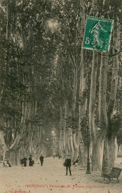 Promenade des Platanes Perpignanban. 1913-ban feladott képeslap. alkotó: French Photographer