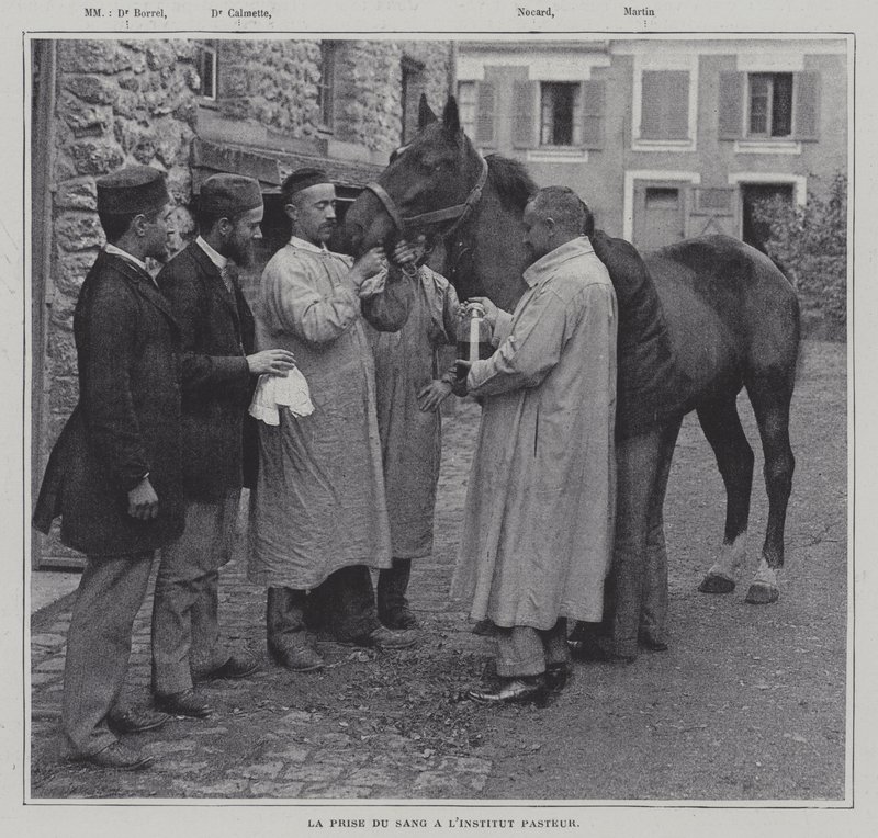 Vérminta vétel egy lóból a párizsi Pasteur Intézetben (f/w fotó) alkotó: French Photographer