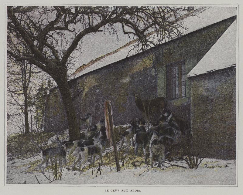 A szarvas az öbölben alkotó: French Photographer