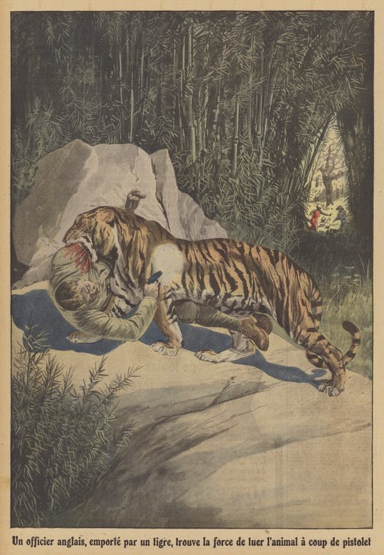 Egy brit tiszt, akit elvitt egy tigris, megtalálja az erejét, hogy megölje az állatot pisztolyával (színes litho) alkotó: French School