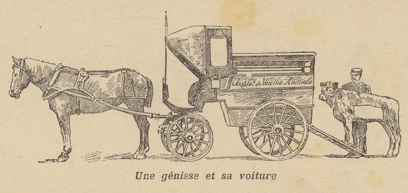 Egy üszőt kocsiba raknak (litho) alkotó: French School