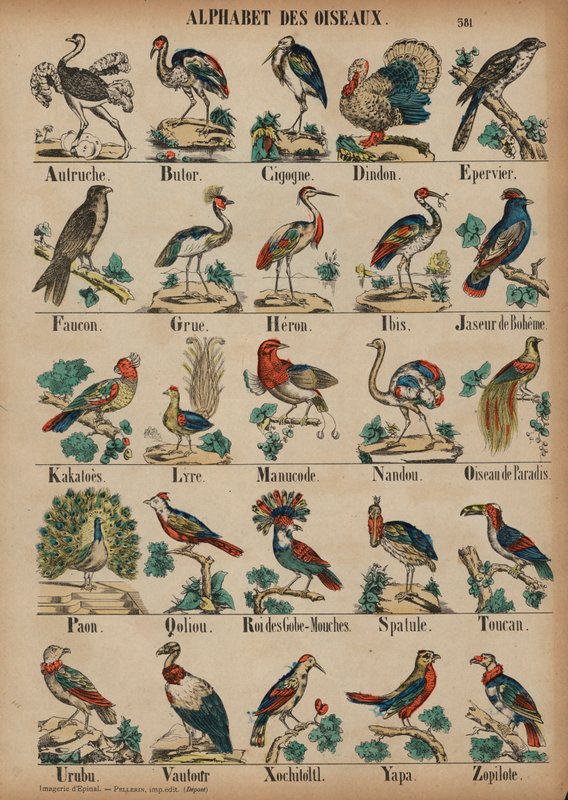 A madarak A-tól Z-ig (színes gravírozás) alkotó: French School