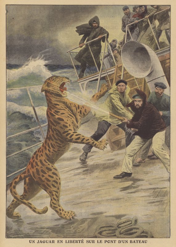 Egy szökött jaguár szabadlábon egy hajón (színes litho) alkotó: French School