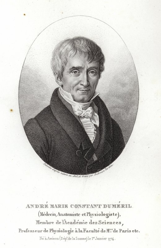 André Marie Constant Dumeril alkotó: French School
