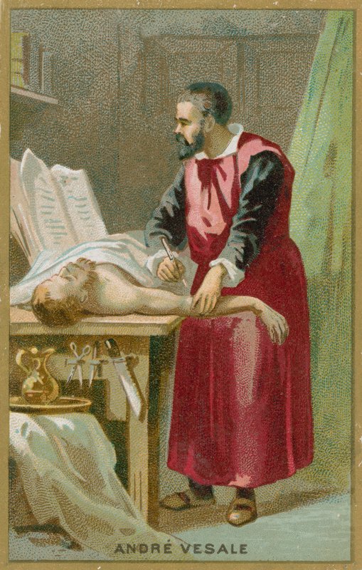 Andreas Vesalius alkotó: French School
