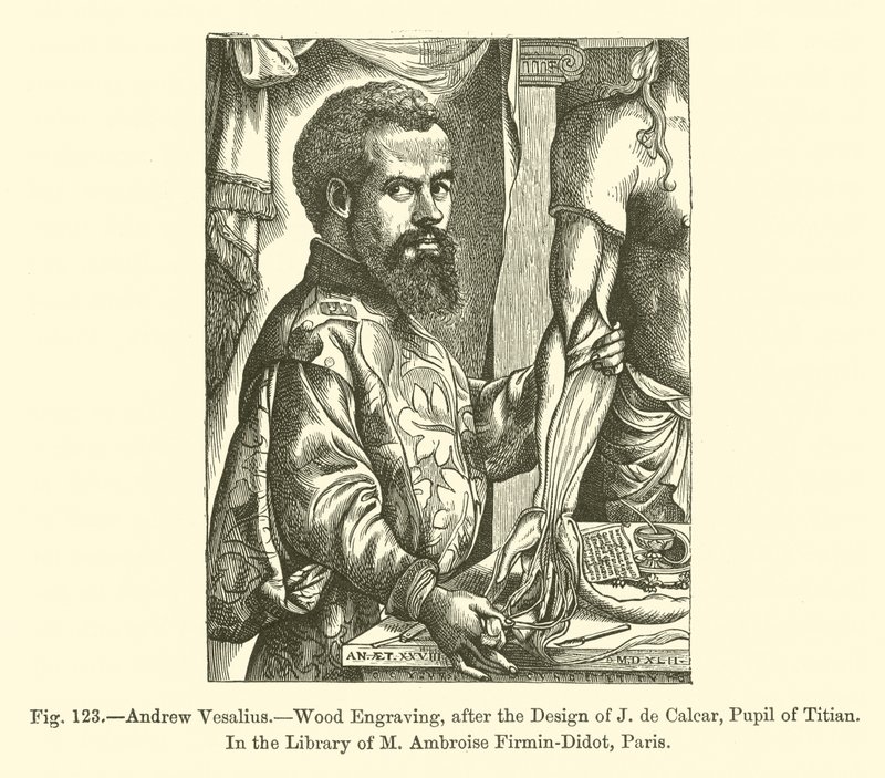 Andrew Vesalius (metszet) alkotó: French School