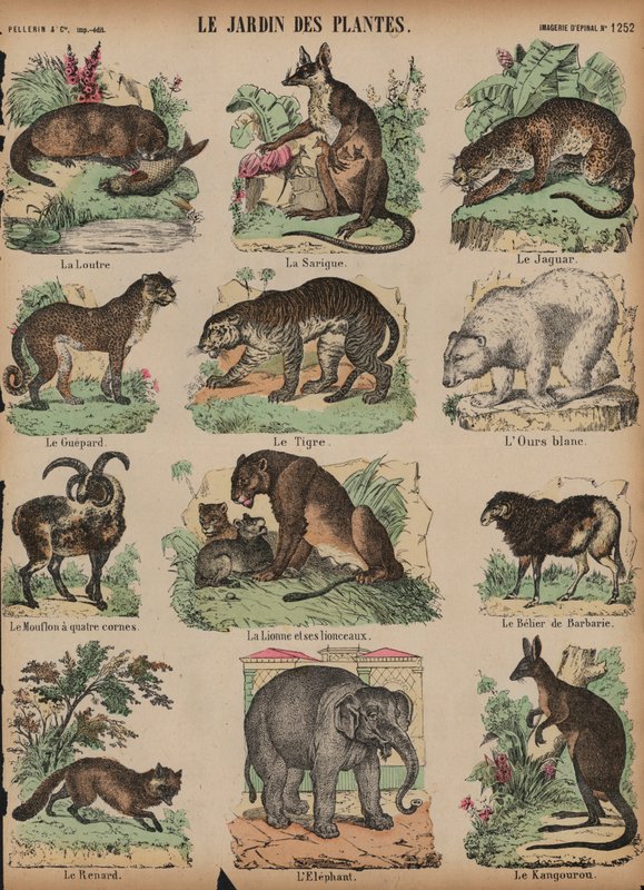 Állatok a Jardin des Plantes-ban, Párizs, Franciaország (színes metszet) alkotó: French School