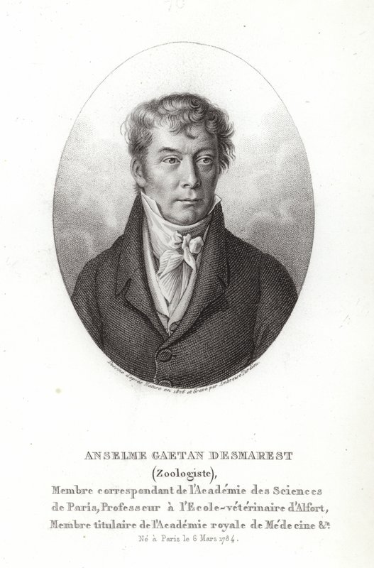 Anselme Gaetan Desmarest alkotó: French School