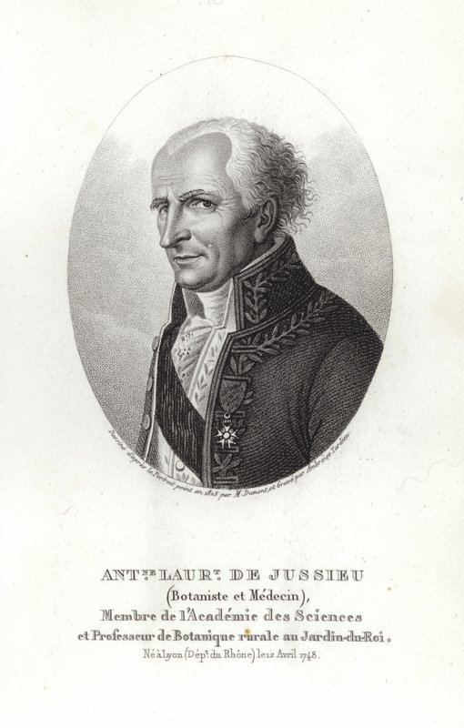 Antoine Laurent de Jussieu alkotó: French School
