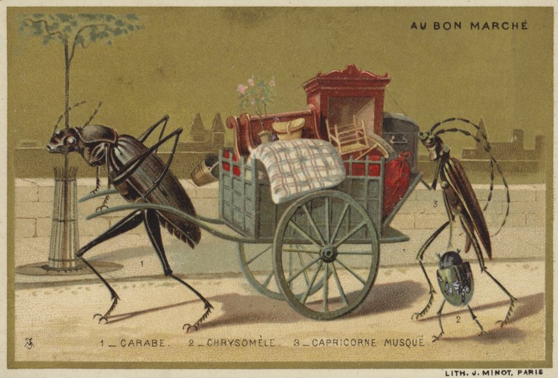 Au Bon Marche kártyák antropomorf rovarokkal alkotó: French School