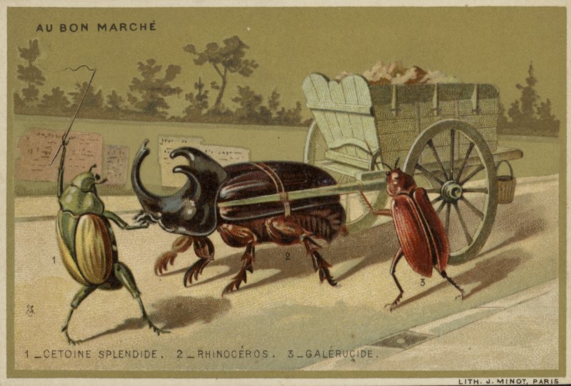 Au Bon Marche kártyák antropomorf rovarokkal alkotó: French School