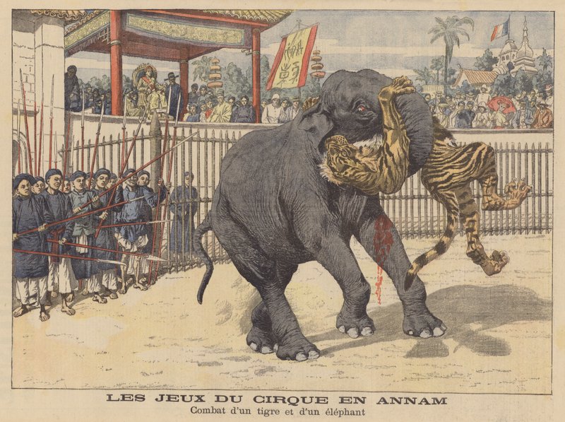 Csata egy elefánt és egy tigris között egy cirkuszban Annamban, Indokínában (színes litográfia) alkotó: French School