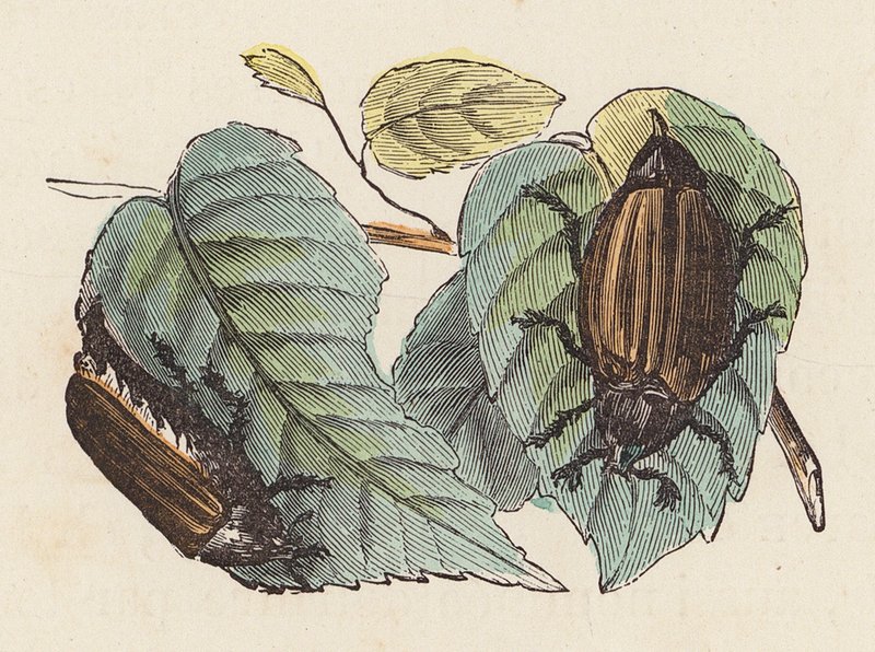 Bogarak a leveleken (színes gravírozás) alkotó: French School