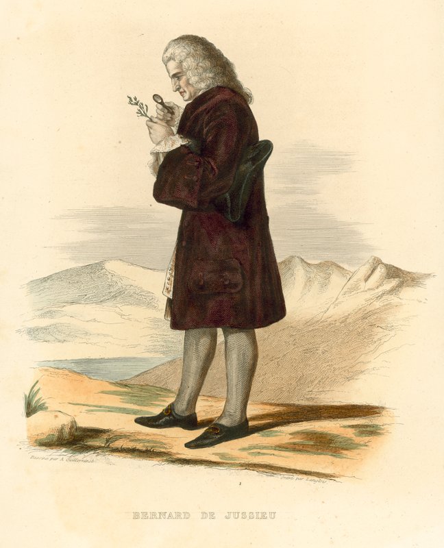 Bernard de Jussieu (színes metszet) alkotó: French School