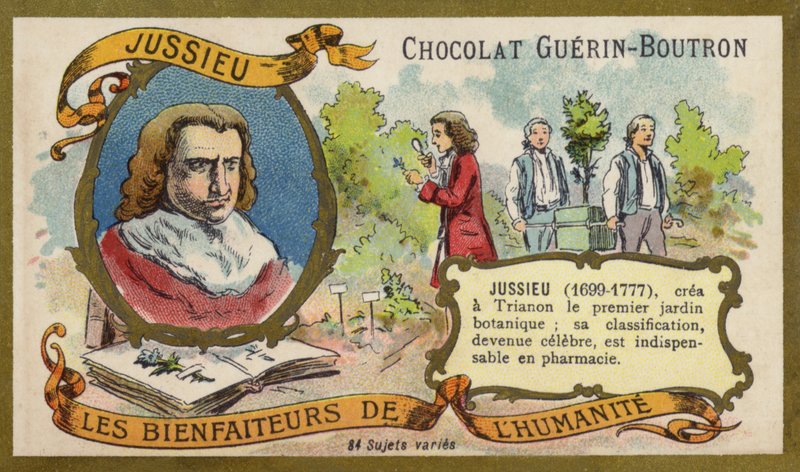 Bernard de Jussieu francia természettudós (chromolitho) alkotó: French School