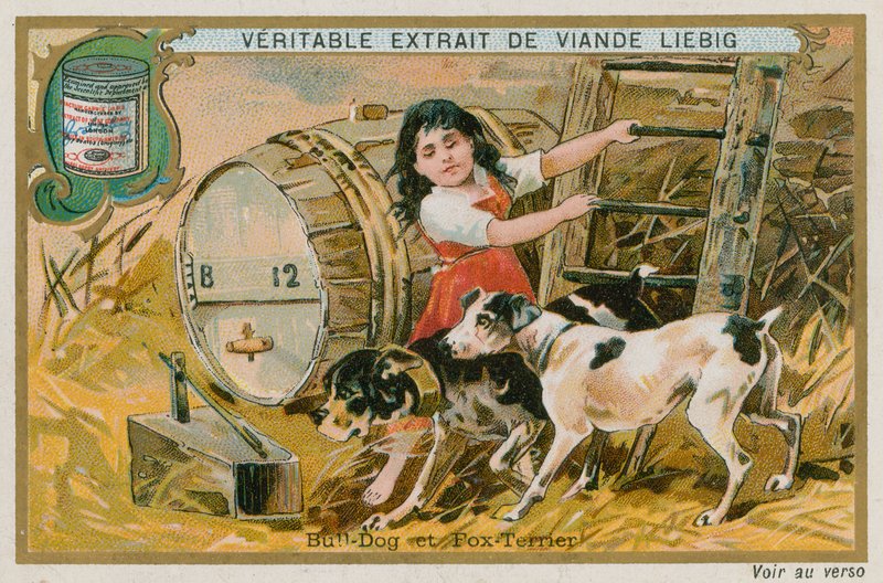 Bulldog és Fox Terrier alkotó: French School