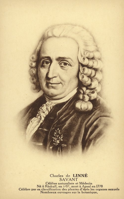 Carl Linnaeus (1707-1778), svéd botanikus és zoológus (litho) alkotó: French School