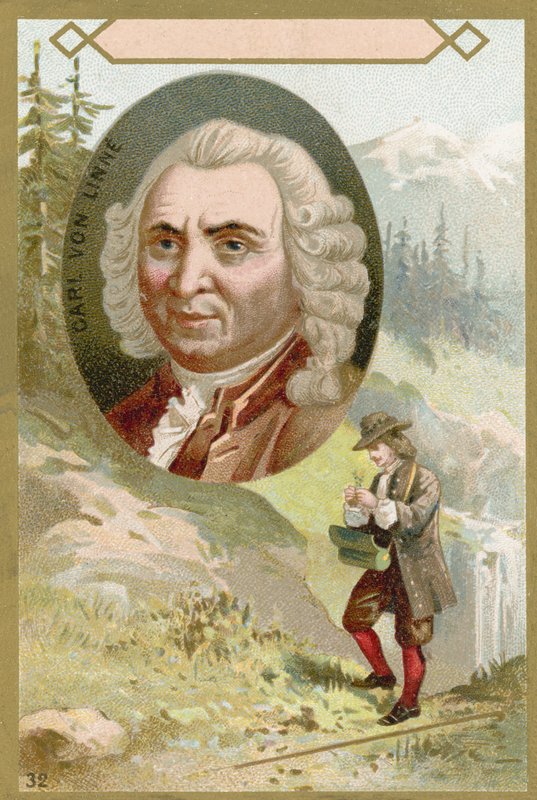 Carl Linnaeus svéd botanikus és zoológus alkotó: French School