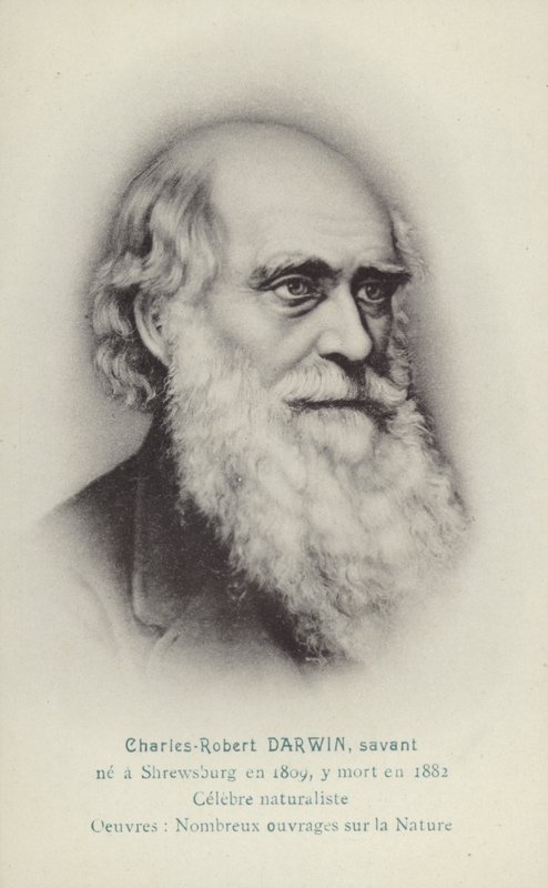 Charles Darwin (1809-1882), angol természettudós (litho) alkotó: French School