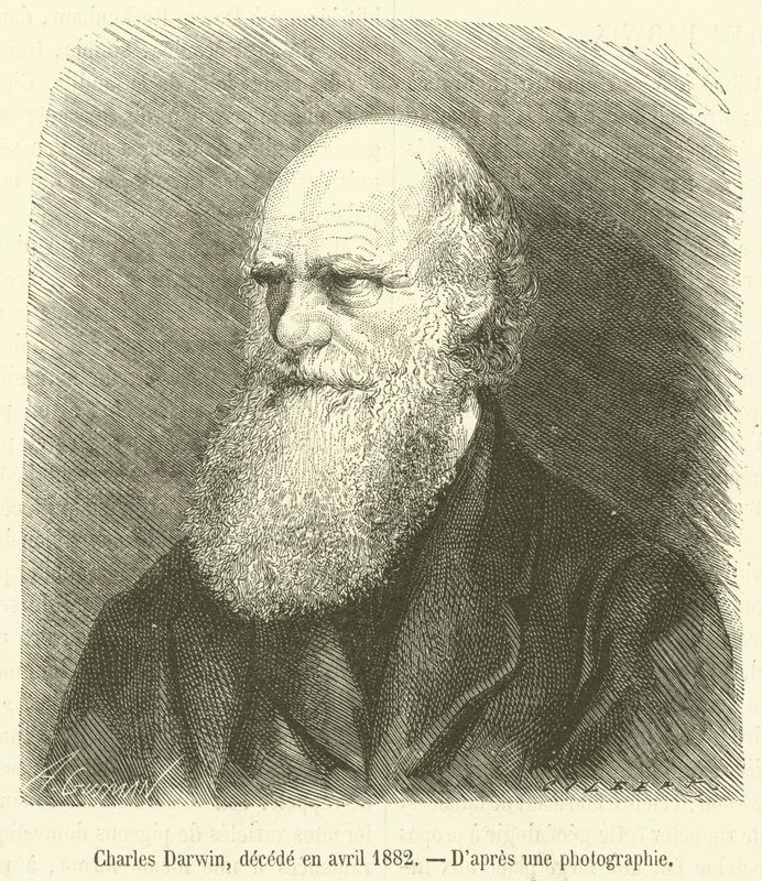 Charles Darwin, decede en avril 1882 (metszet) alkotó: French School