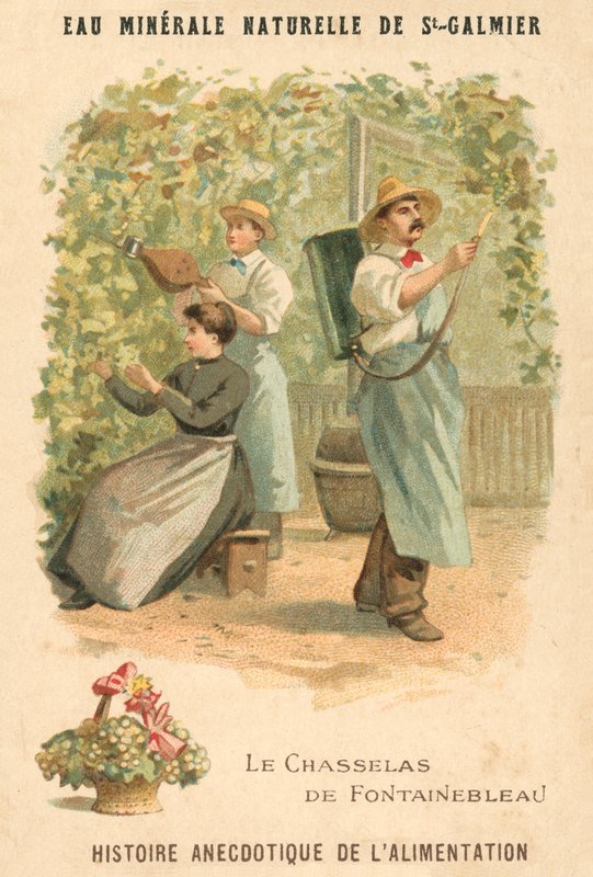 Chasselas de Fontainebleau szőlő (chromolitho) alkotó: French School