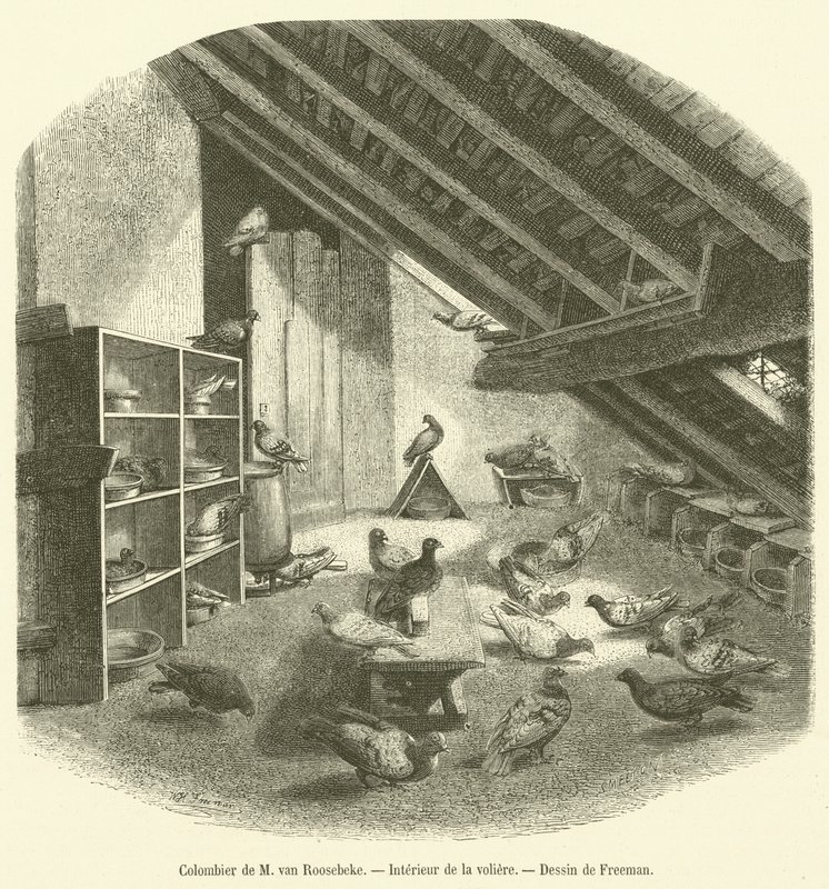 Colombier de M van Roosebeke, Interieur de la aviary (metszet) alkotó: French School