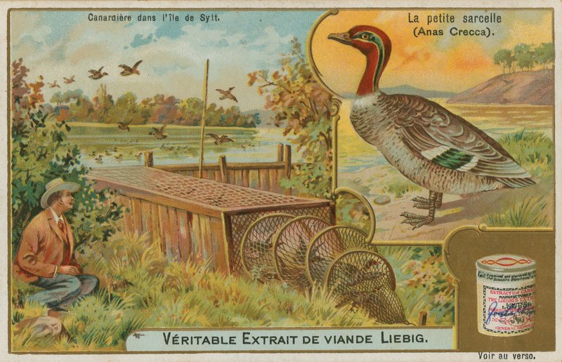 Közönséges kékeszöld; kacsák fogása alkotó: French School