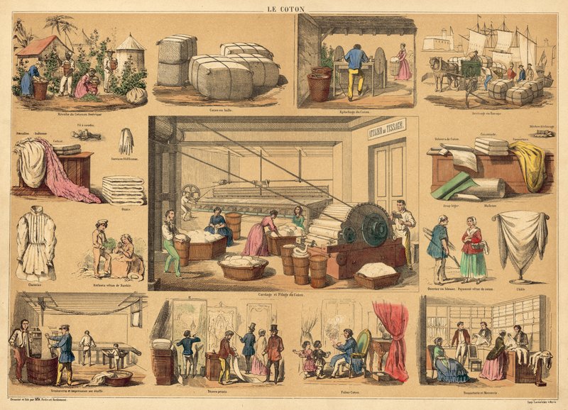 Pamut (színes gravírozás) alkotó: French School