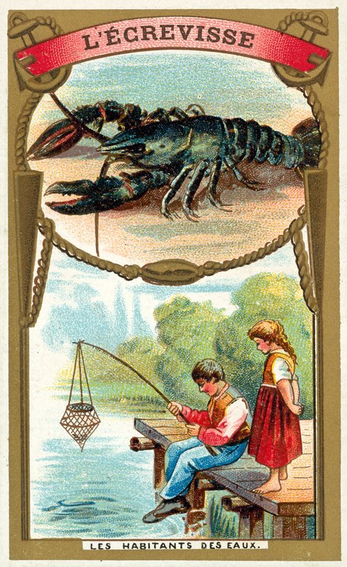 Rák (chromolitho) alkotó: French School