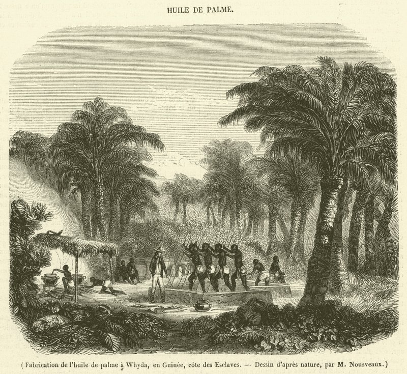 Pálmaolaj gyártása Whydában, Guineában, Rabszolgaparton (metszet) alkotó: French School