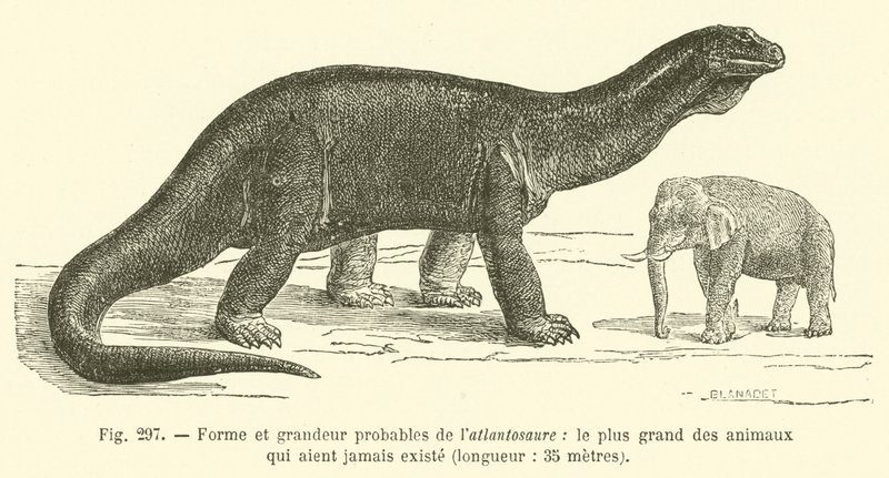 Az atlantosaurus, a valaha létezett legnagyobb állat, várható alakja és mérete, hossza, 35 méter (metszet) alkotó: French School