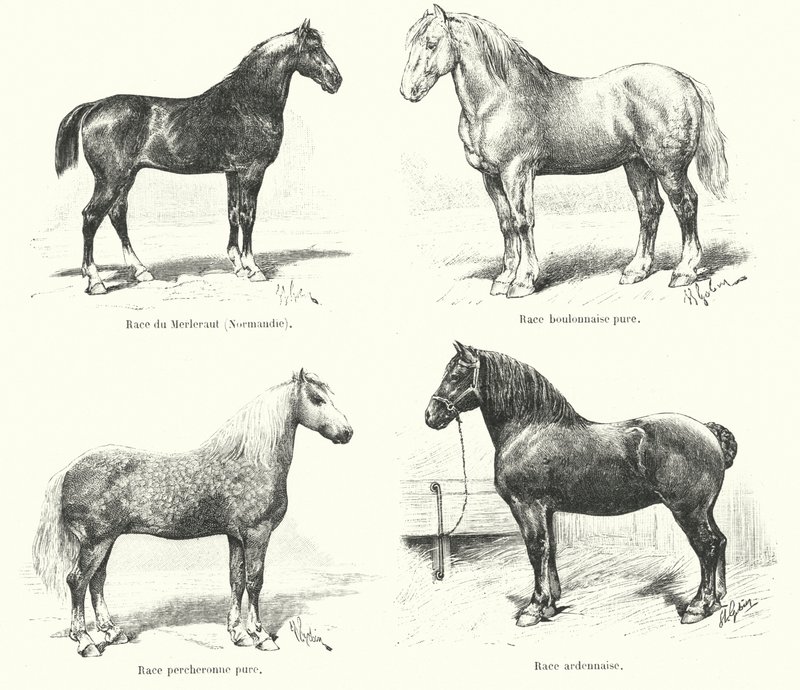 Négy francia lófajta: Merlerault, Boulonnaise, Percheronne, Ardennaise (metszet) alkotó: French School