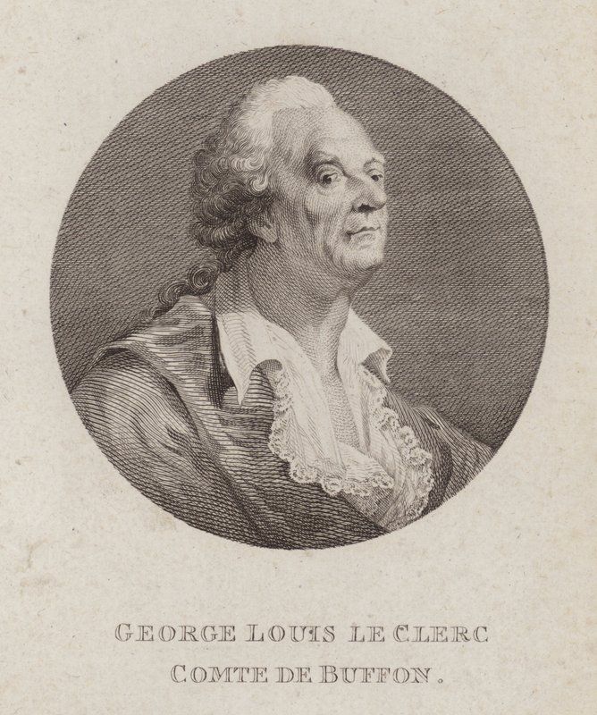 Georges-Louis Leclerc, Comte de Buffon, francia természettudós (metszet) alkotó: French School