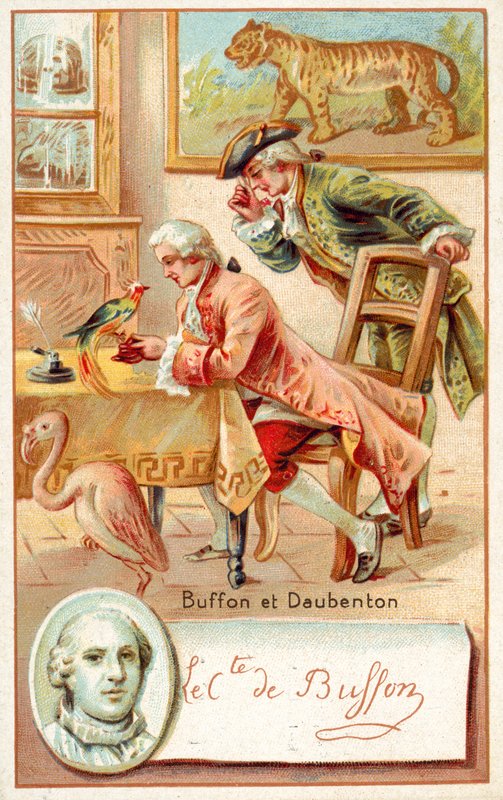 Georges-Louis Leclerc, Comte de Buffon és Louis-Jean-Marie Daubenton francia természettudósok (chromolitho) alkotó: French School