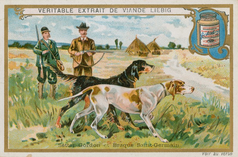 Gordon Setter és Braque St Germain alkotó: French School