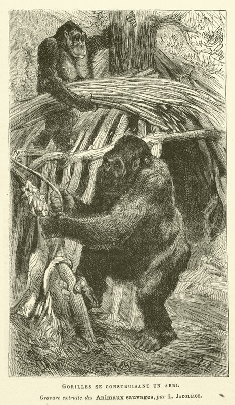 Menedéket építő gorillák (metszet) alkotó: French School