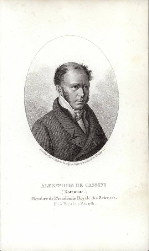 Henry Cassini alkotó: French School