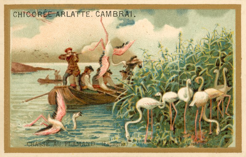 Flamingók vadászata, Spanyolország (chromolitho) alkotó: French School
