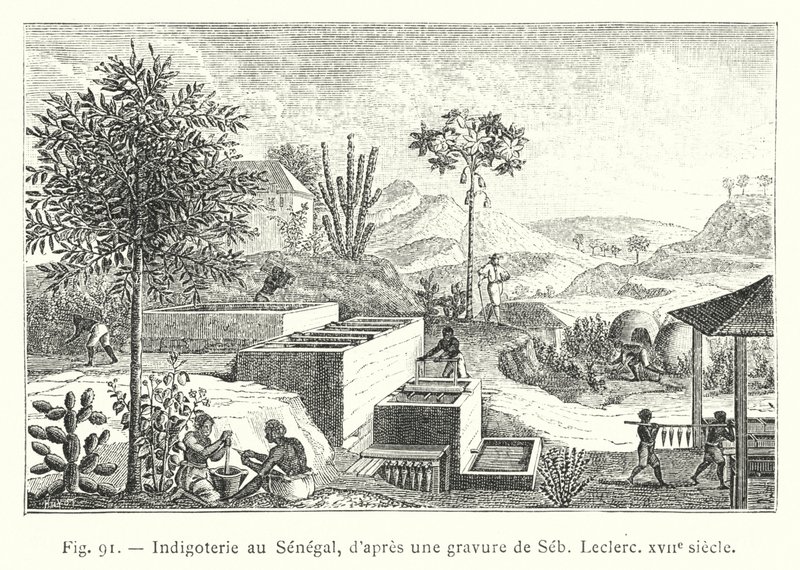 Indigoterie Szenegálban, Seb, Leclerc metszete után, 17. század (metszet) alkotó: French School