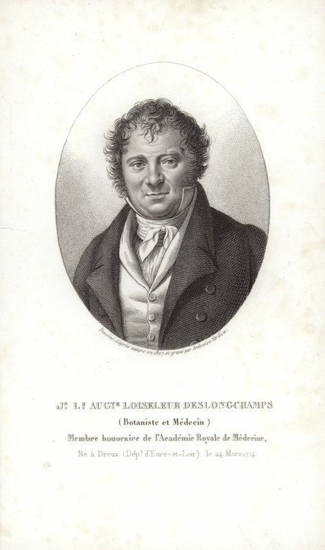 Jean Louis August Loiseleur-Deslongchamps alkotó: French School