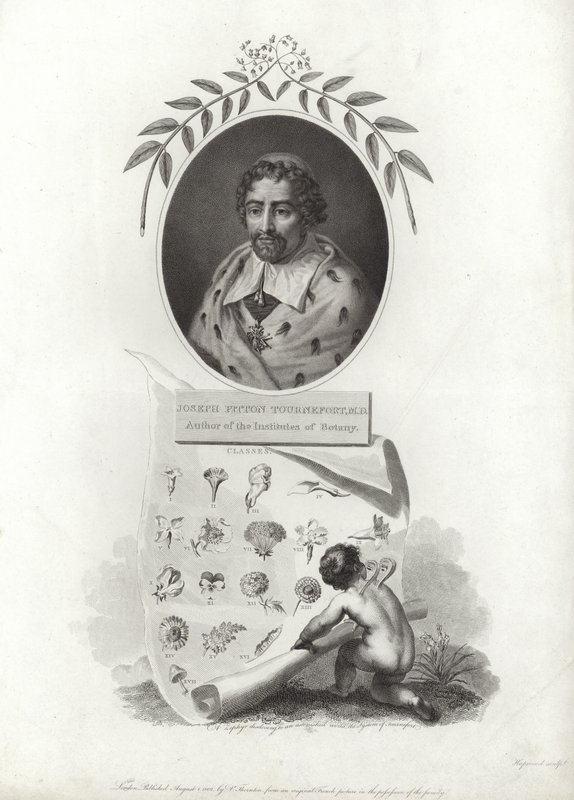 Joseph Pitton de Tournefort alkotó: French School