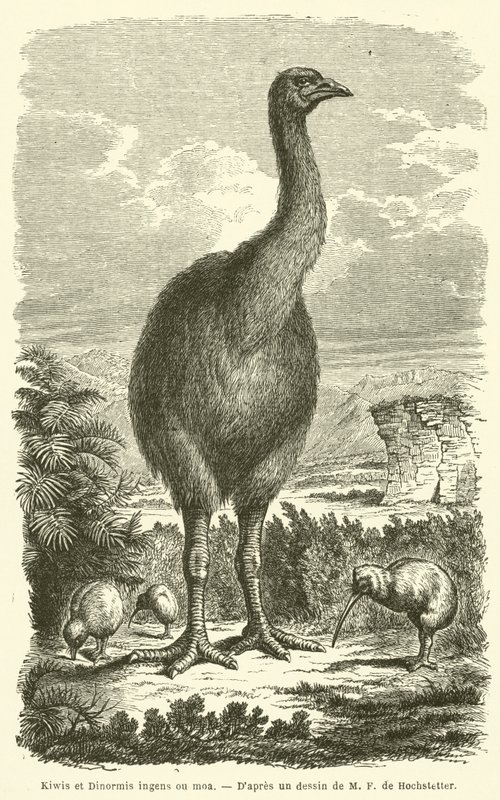 Kiwi és Dinormis hatalmas ou moa (metszet) alkotó: French School
