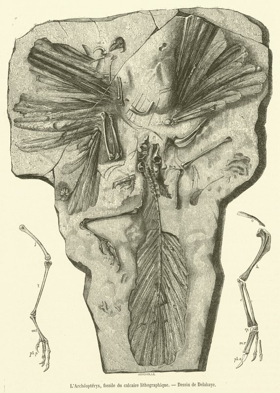 Archeopteryx, kövület litográfiai mészkőből (metszet) alkotó: French School