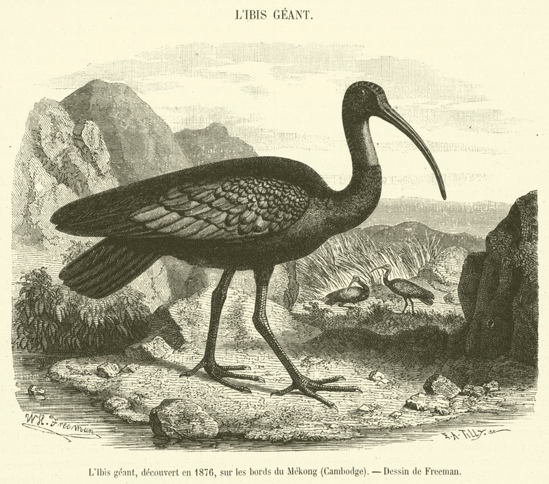 Az Óriás Ibisz, amelyet 1876-ban fedeztek fel a Mekong partján, Kambodzsában (metszet) alkotó: French School