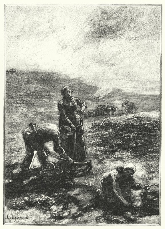 A burgonyaszüret (metszet) alkotó: French School