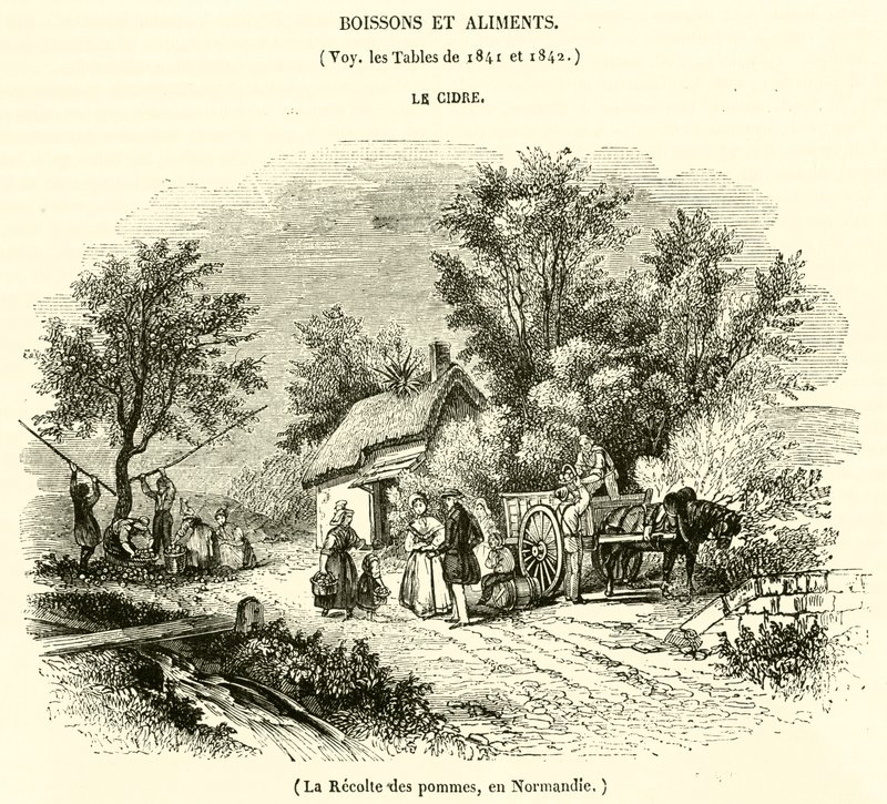 Alma betakarítás Normandiában (metszet) alkotó: French School