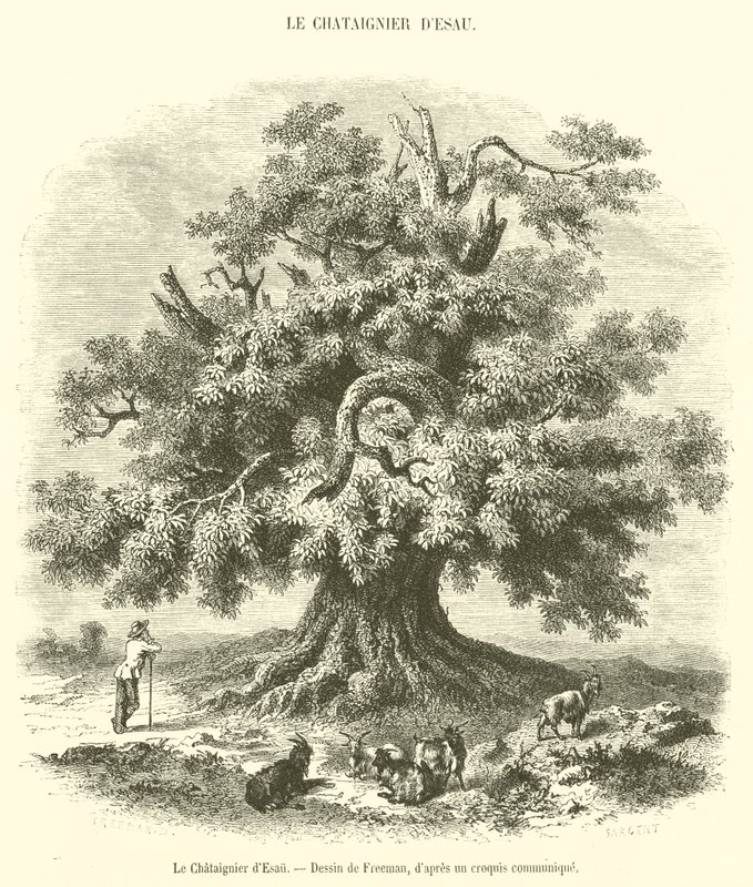 Ézsau gesztenyefája (metszet) alkotó: French School